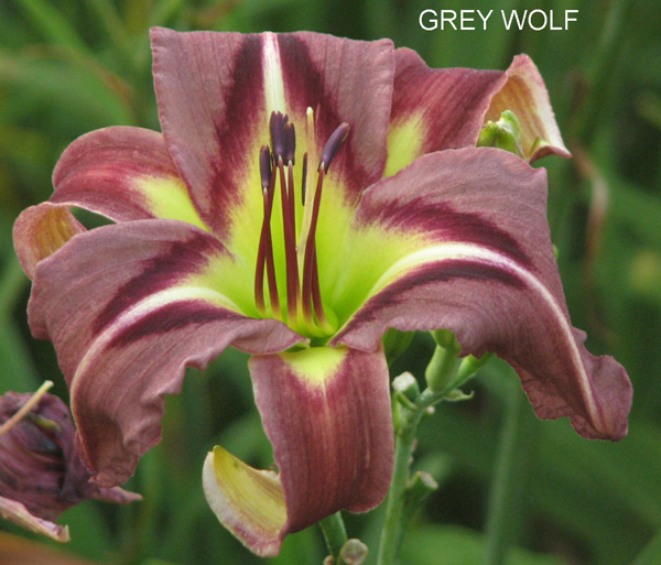 GREY WOLF